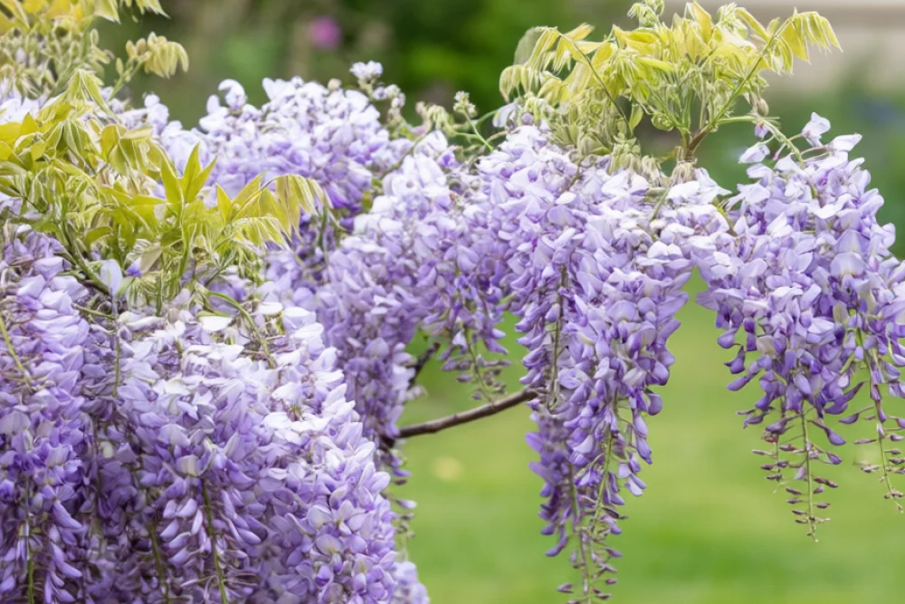 Гліцинія китайська / Wisteria sinensis