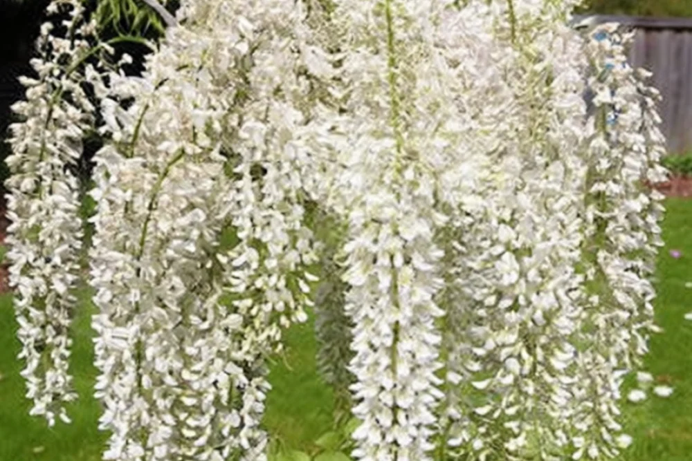 Гліцинія рясноквітуча Альба / Wisteria floribunda Alba