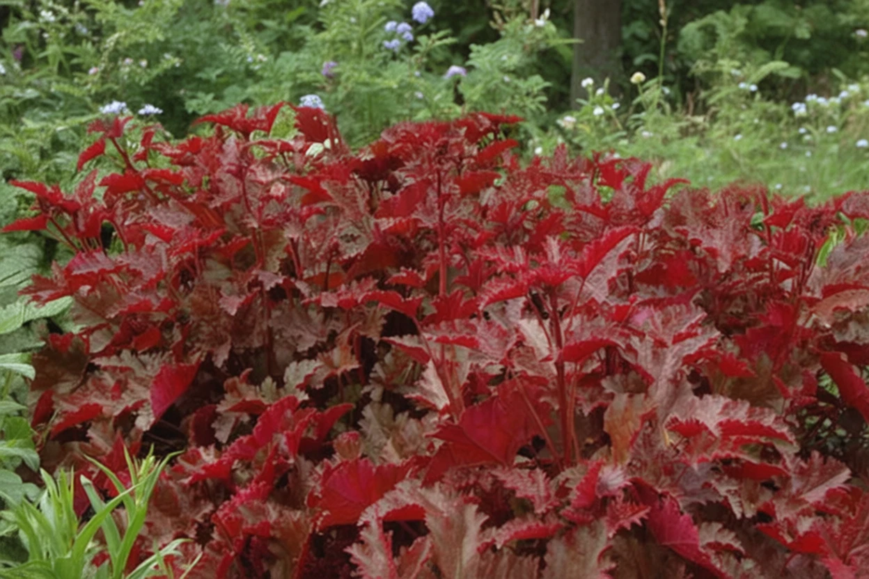 Гойхера Чоколейт Раффлс