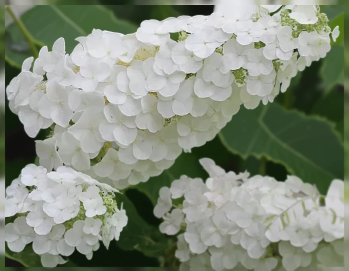 Гортензія дуболиста Гетсбі Пінк