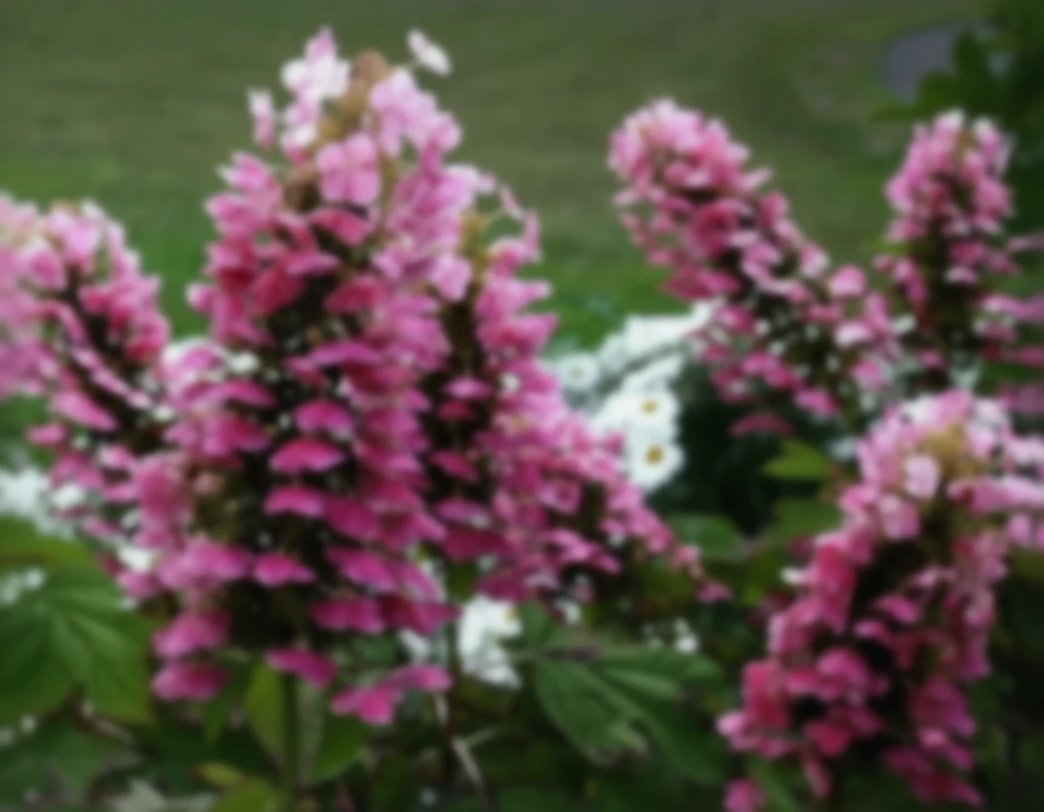 Гортензія дуболиста Гетсбі Пінк