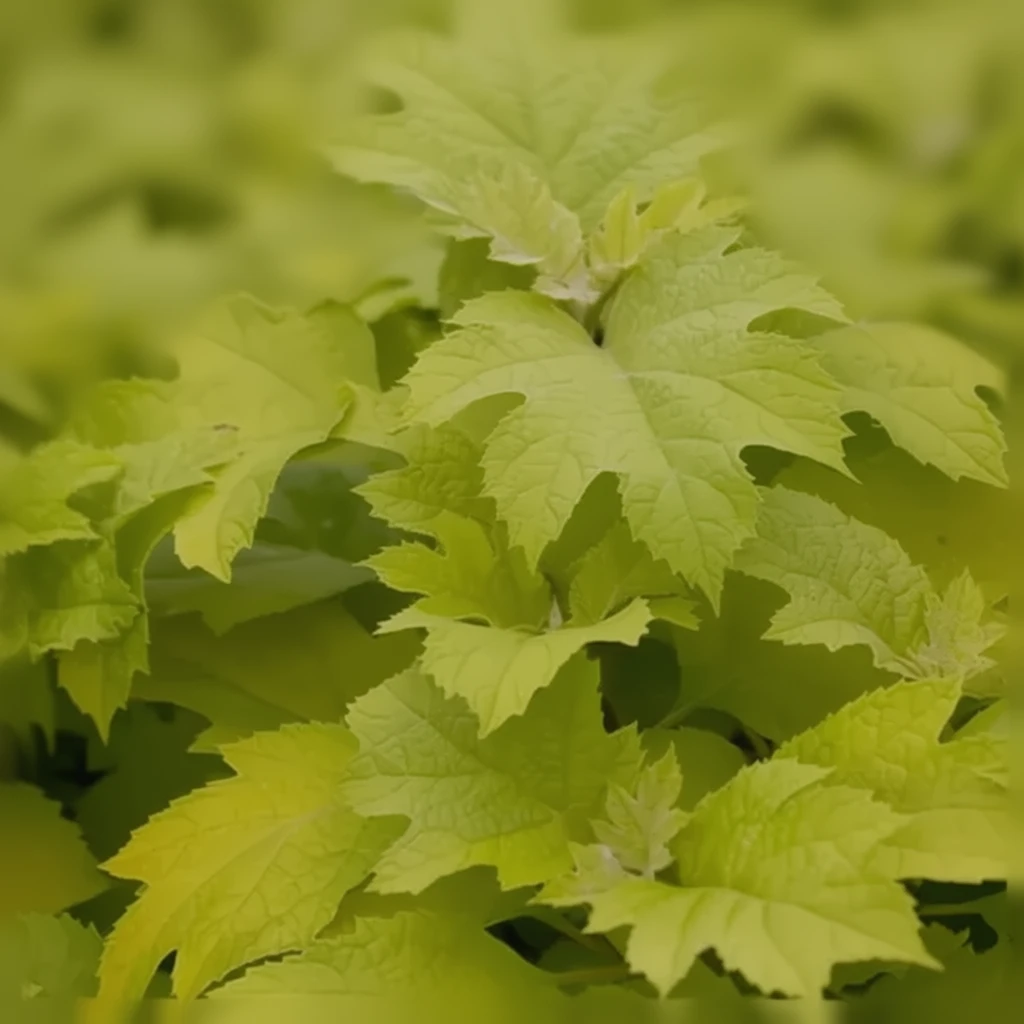 Гортензія дуболиста Літл Хані