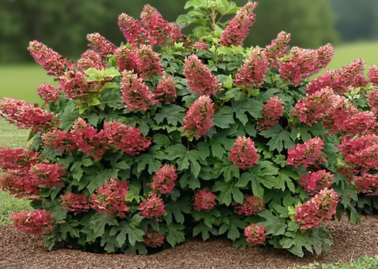 Гортензія дуболиста Рубі Сліпперс / Hydrangea quercifolia Ruby Slippers