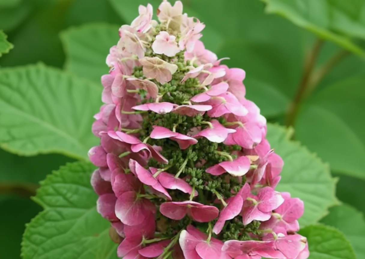 Гортензія дуболиста Рубі Сліпперс