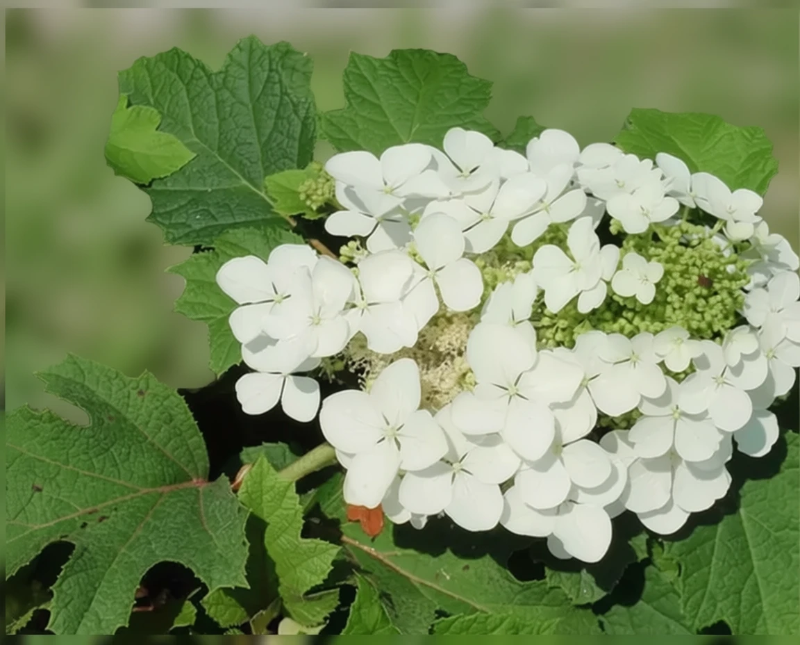Гортензія дуболиста Сайкс Дварф / Hydrangea quercifolia Sike’s Dwarf