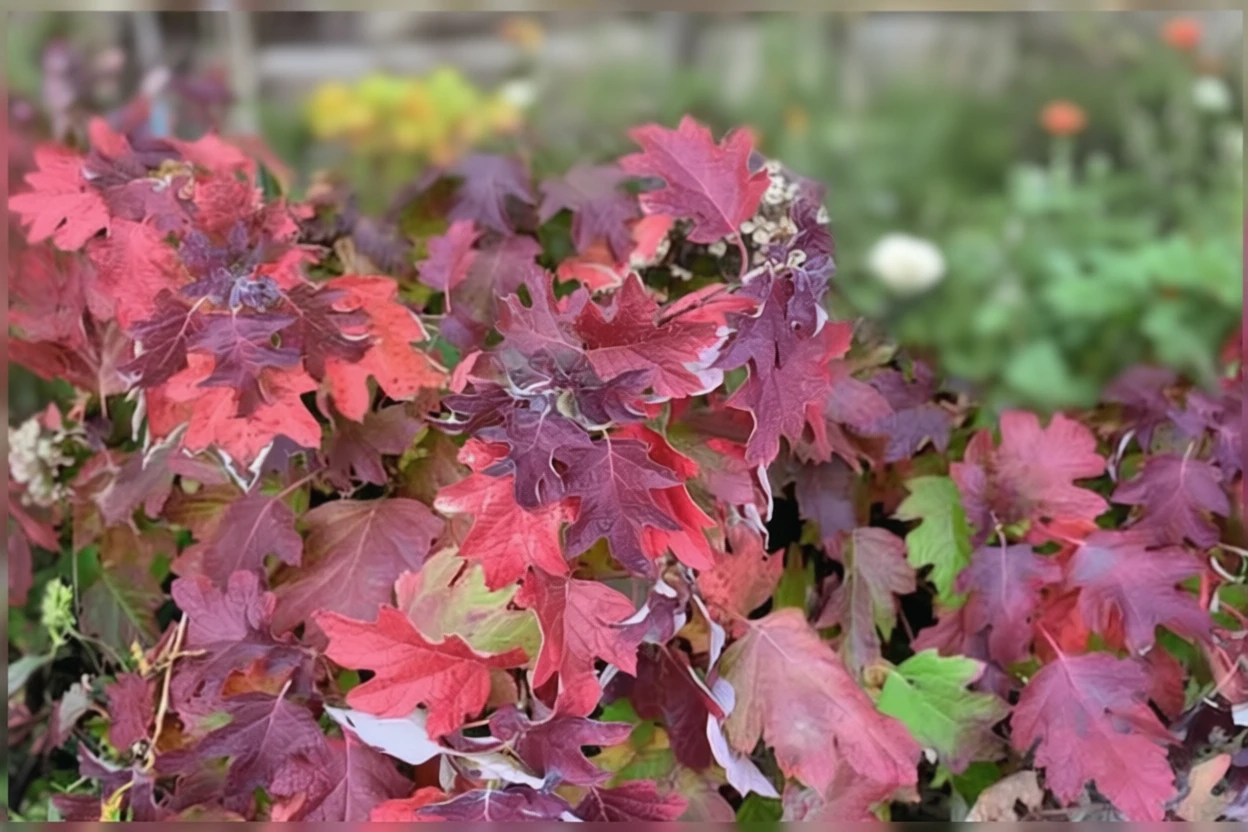 Гортензія дуболиста Сноу Квін