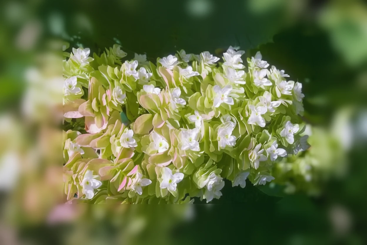 Гортензія дуболиста Сноуфлейк / Hydrangea quercifolia Snowflake