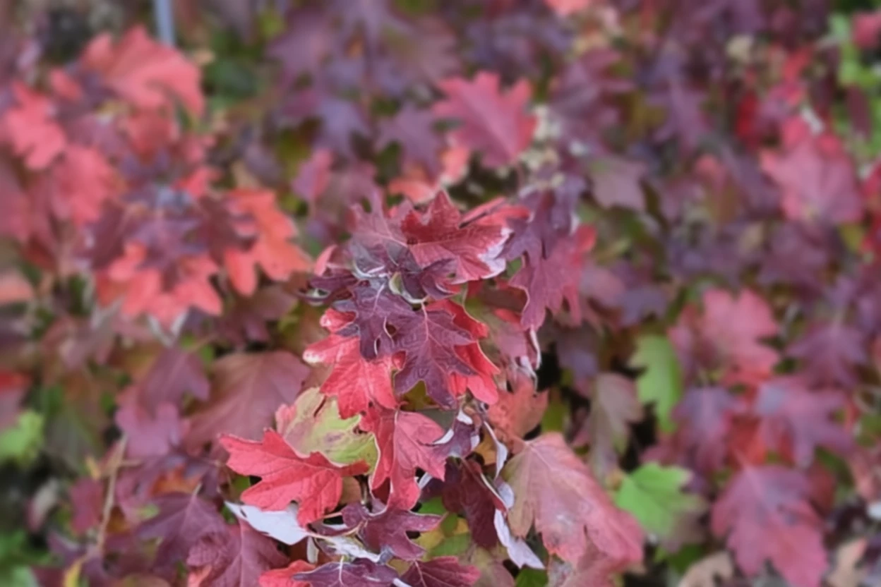 Гортензія дуболиста Сноуфлейк