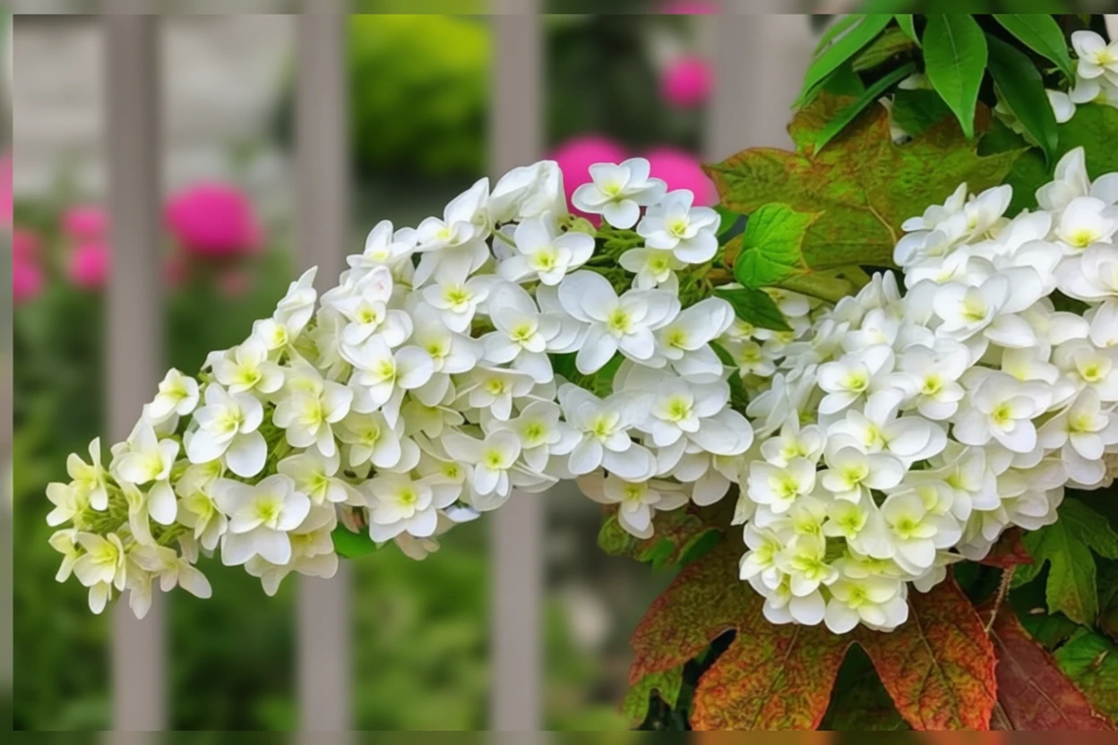 Гортензія дуболиста / Hydrangea quercifolia