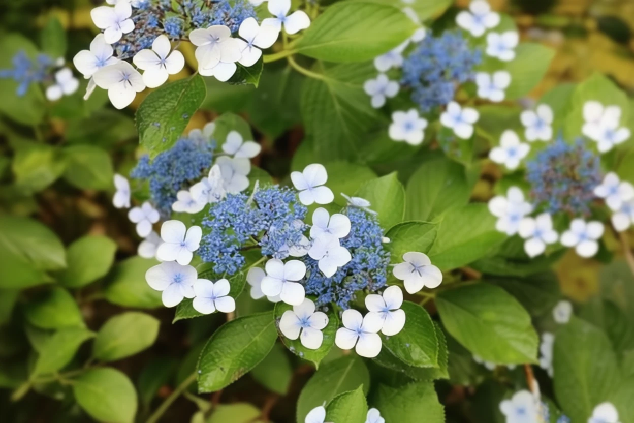 Гортензія пильчаста Блюбьорд / Hydrangea serrata Bluebird