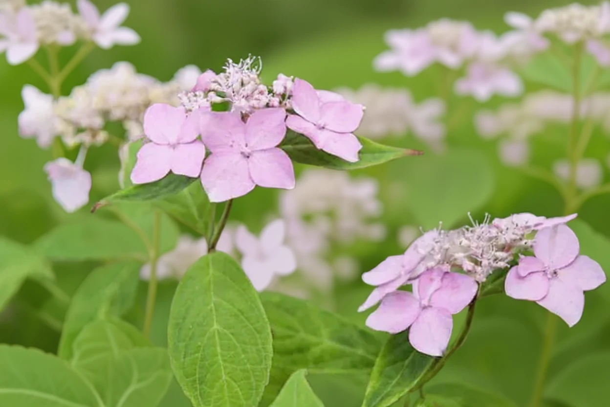Гортензія пильчаста Діадема / Hydrangea serrata Diadem