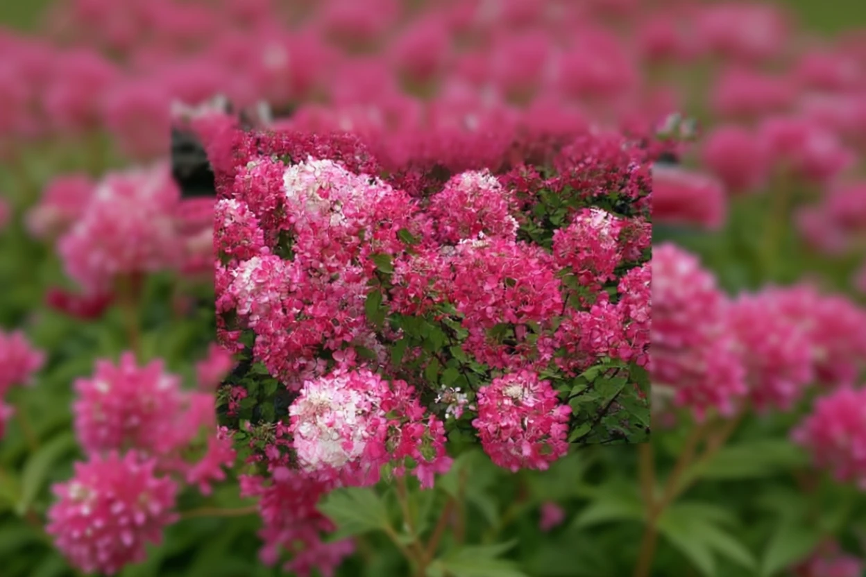 Гортензія волотиста Даймонд Руж