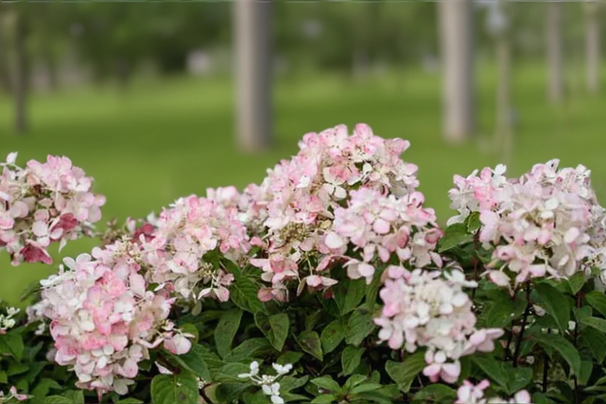 Гортензія волотиста Даймонд Руж