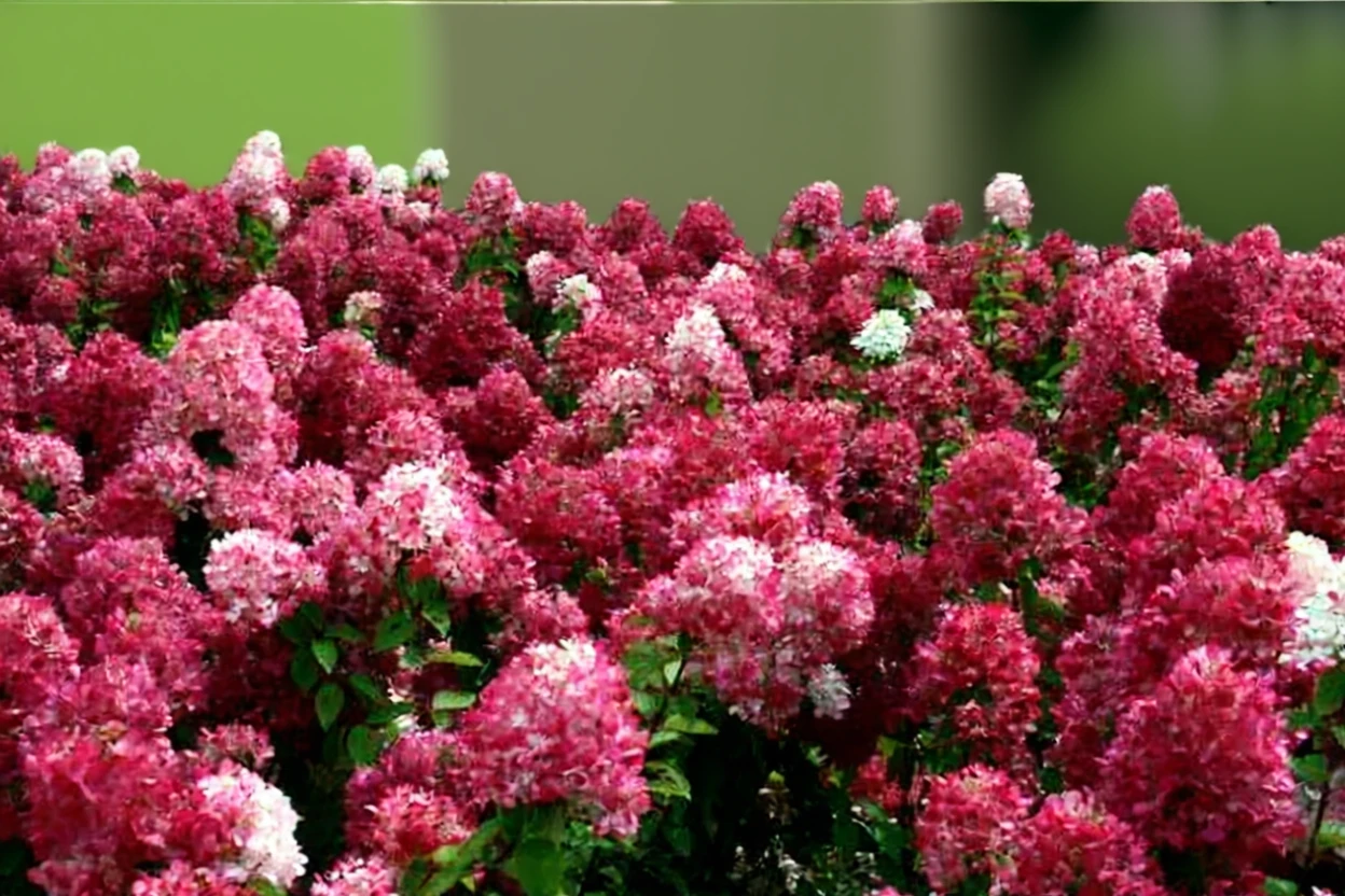 Гортензія волотиста Даймонд Руж