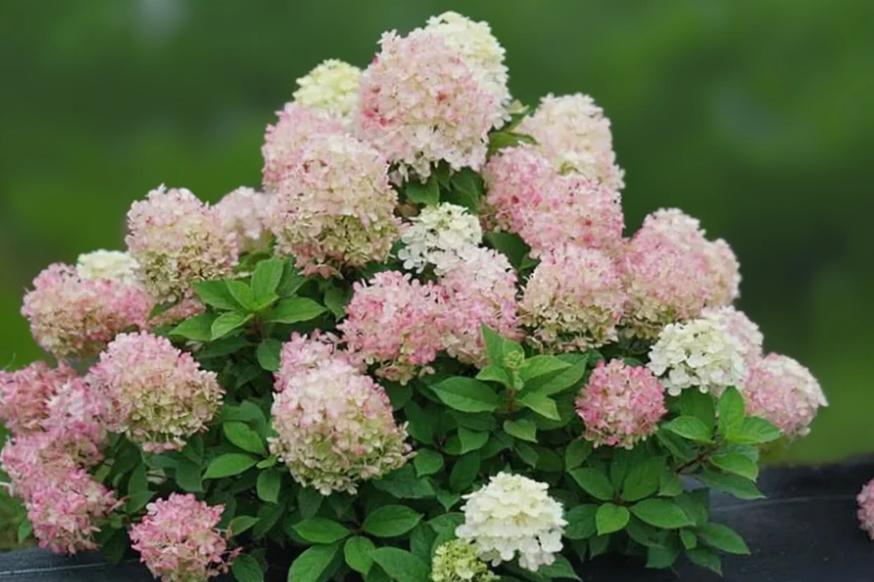 Гортензія волотиста Фаєр Лайт Тідбіт / Hydrangea paniculata Fire Light Tidbit®