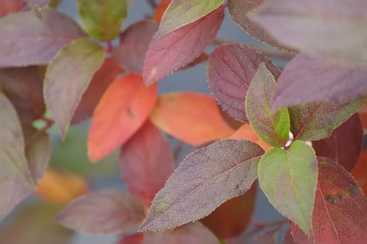 Гортензія волотиста Фаєр Лайт Тідбіт