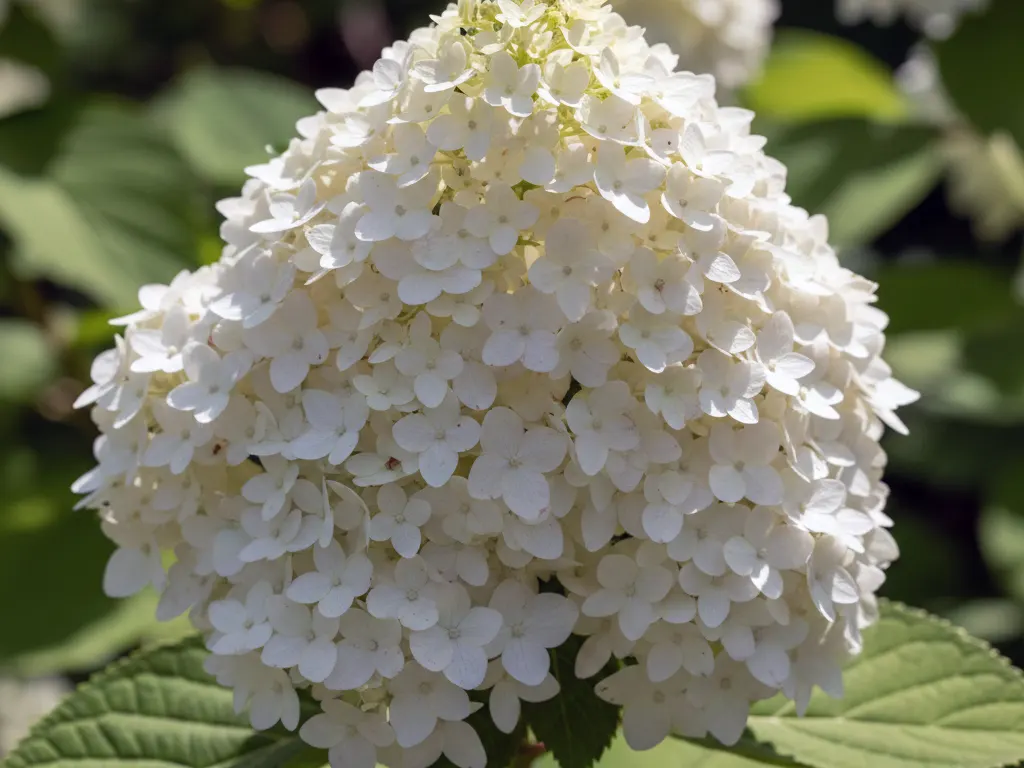 Гортензія волотиста Геркулес