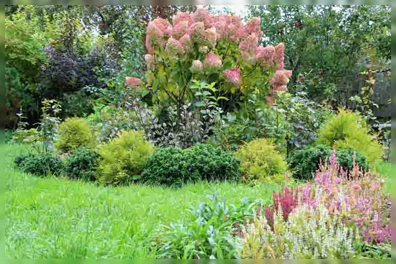 Гортензія волотиста Грандіфлора