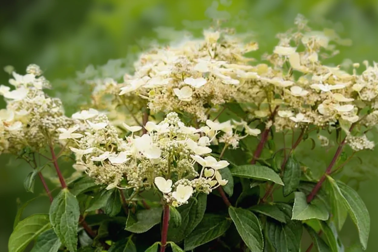Гортензія волотиста Квік Фаєр / Hydrangea paniculata Quick Fire
