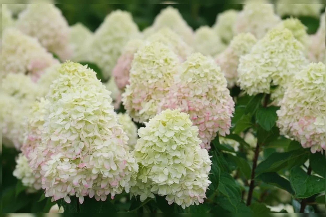 Гортензія волотиста Лаймлайт Прайм