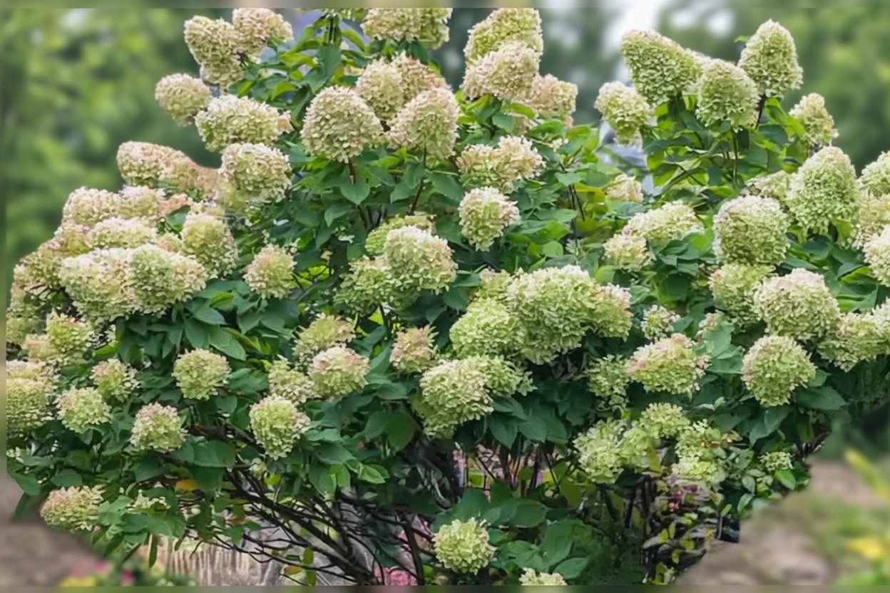 Гортензія волотиста Лаймлайт / Hydrangea paniculata Limelight