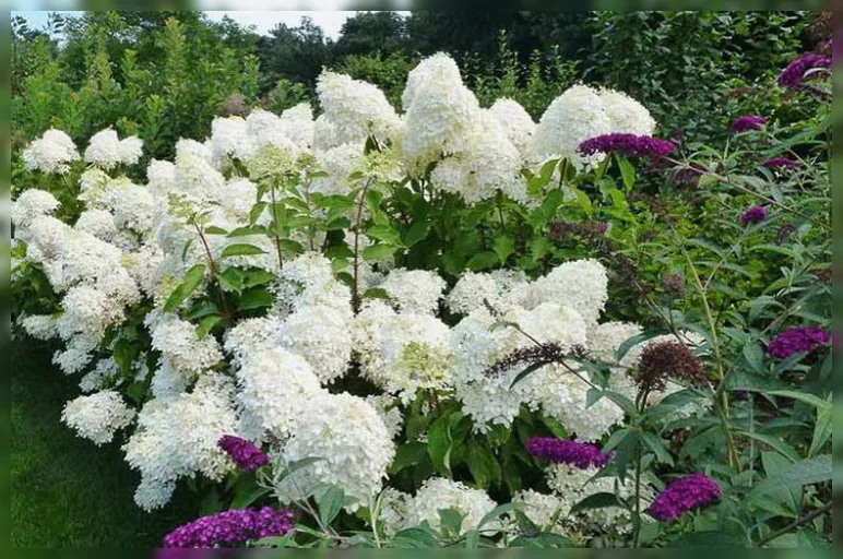 Гортензія волотиста Лаймлайт