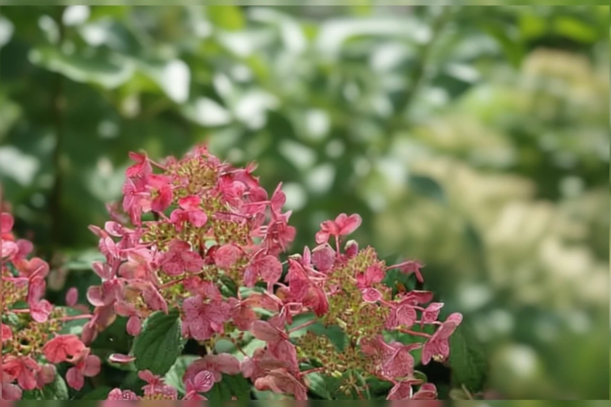 Гортензія волотиста Літл Квік Фаєр