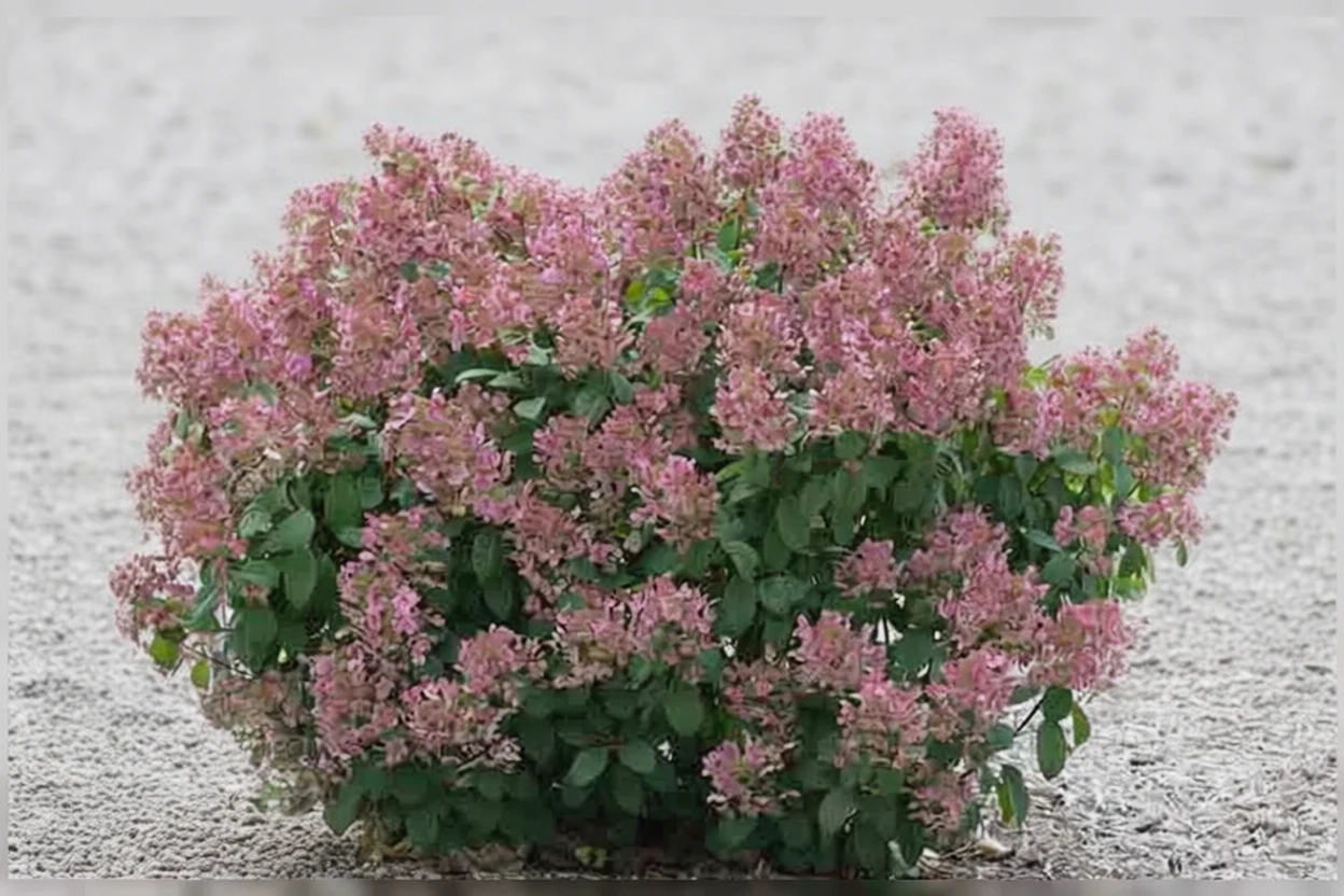 Гортензія волотиста Літл Квік Фаєр