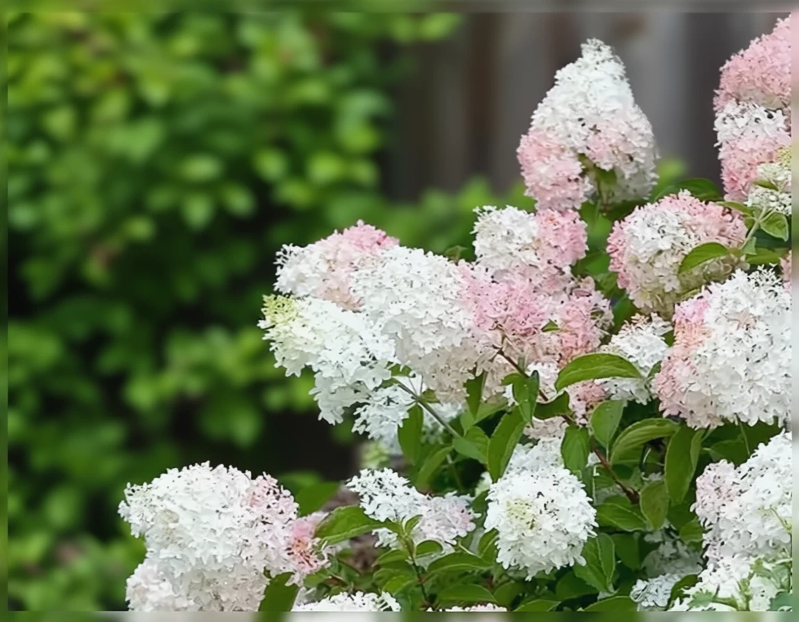 Гортензія волотиста Літл Ламб / Hydrangea paniculata Little Lamb