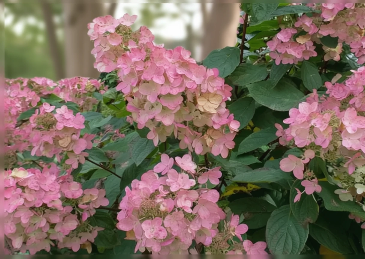 Гортензія волотиста Пінк Даймонд / Hydrangea paniculata Pink Diamond