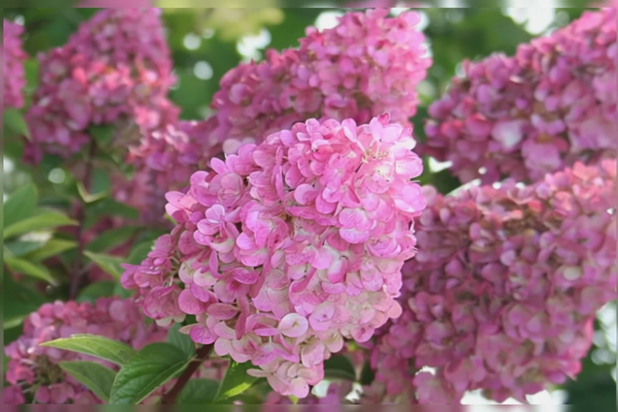 Гортензія волотиста Строберрі Сандей