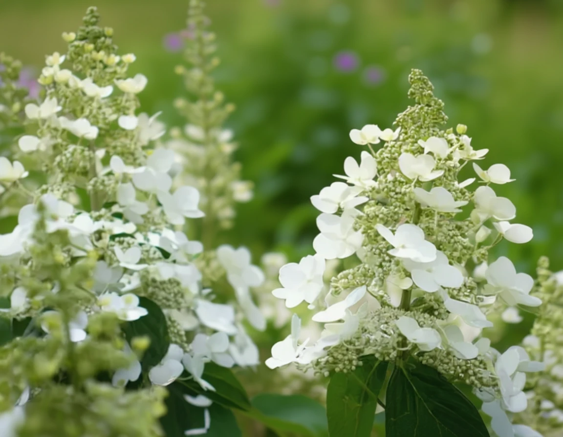 Гортензія волотиста Тардіва / Hydrangea paniculata Tardiva