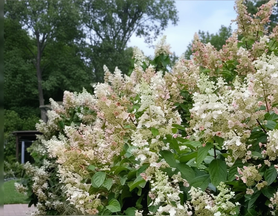 Гортензія волотиста Тардіва