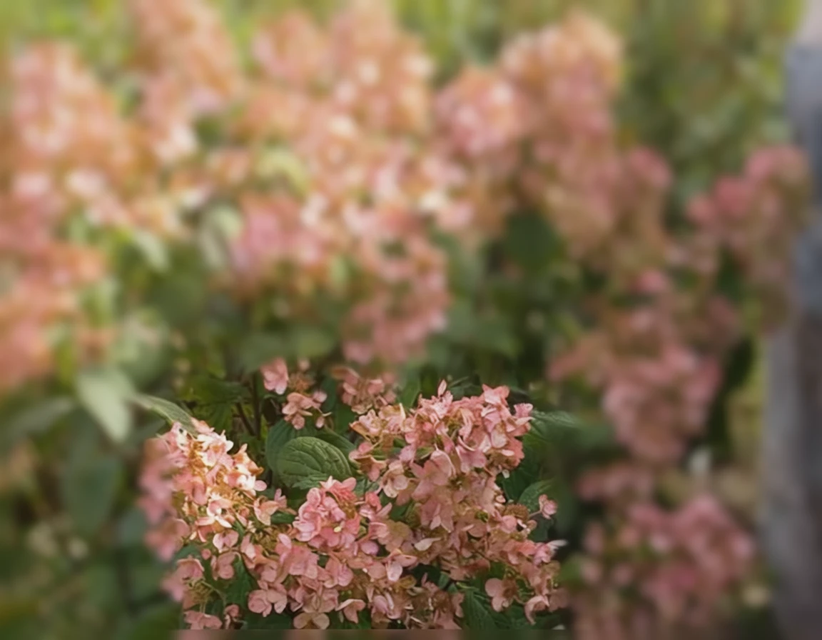 Гортензія волотиста Вайт Даймондс