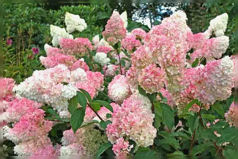 Гортензія волотиста Ванілла Строберрі / Hydrangea paniculata Vanilla Strawberry