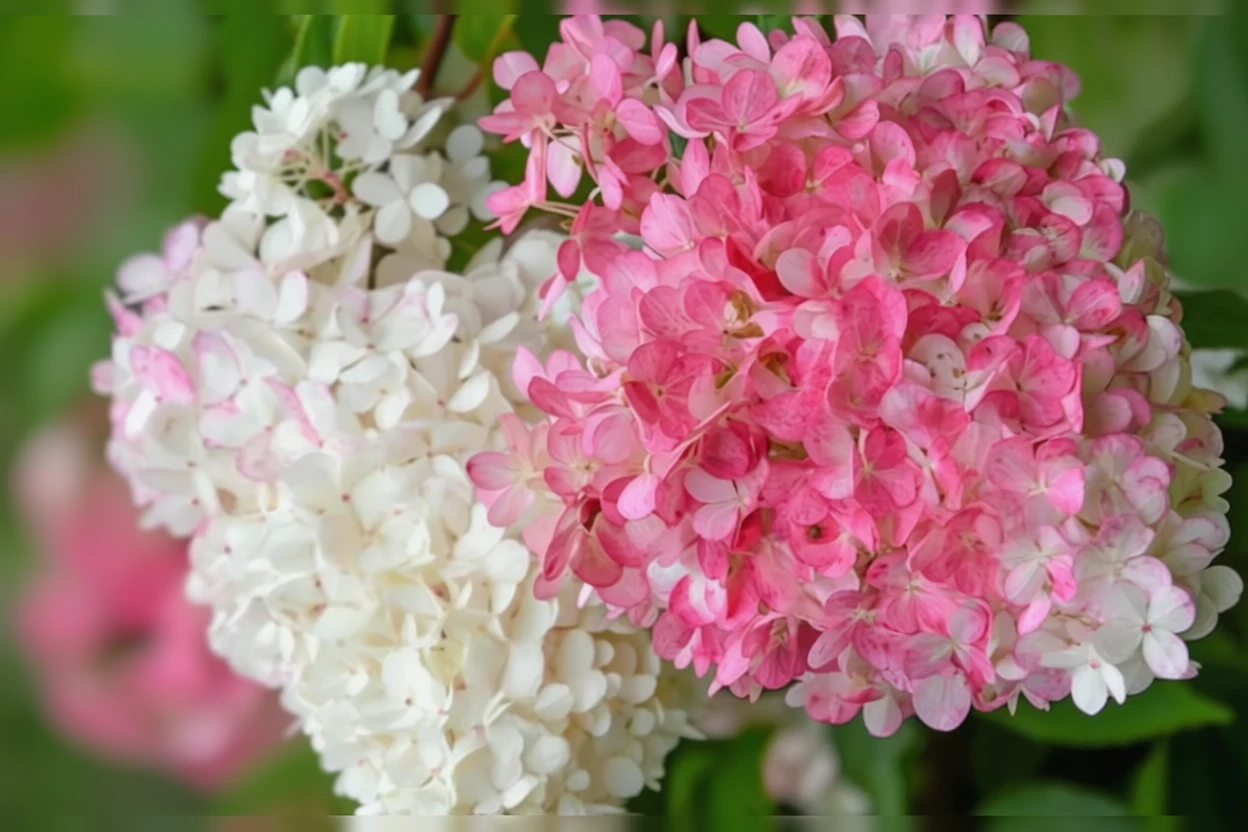 Гортензія волотиста Ванілла Строберрі