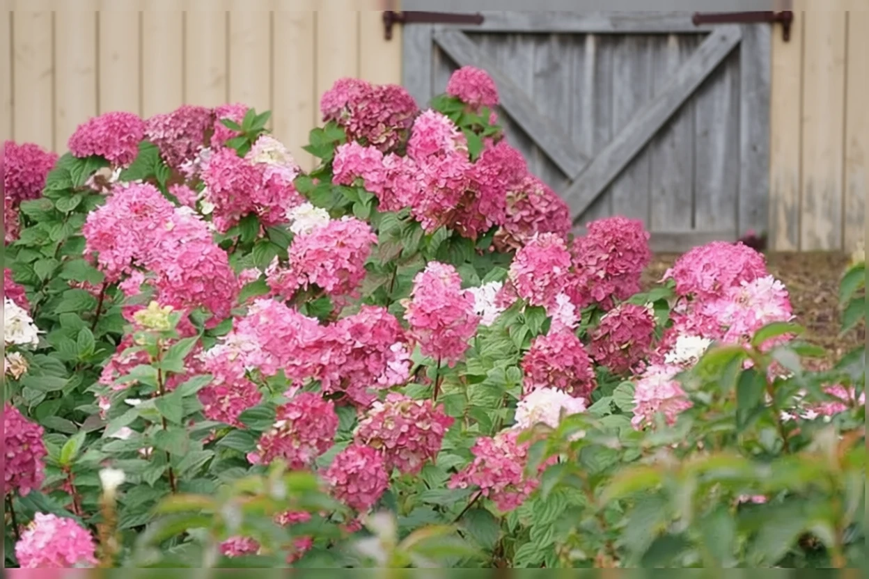 Гортензія волотиста Зінфін Долл
