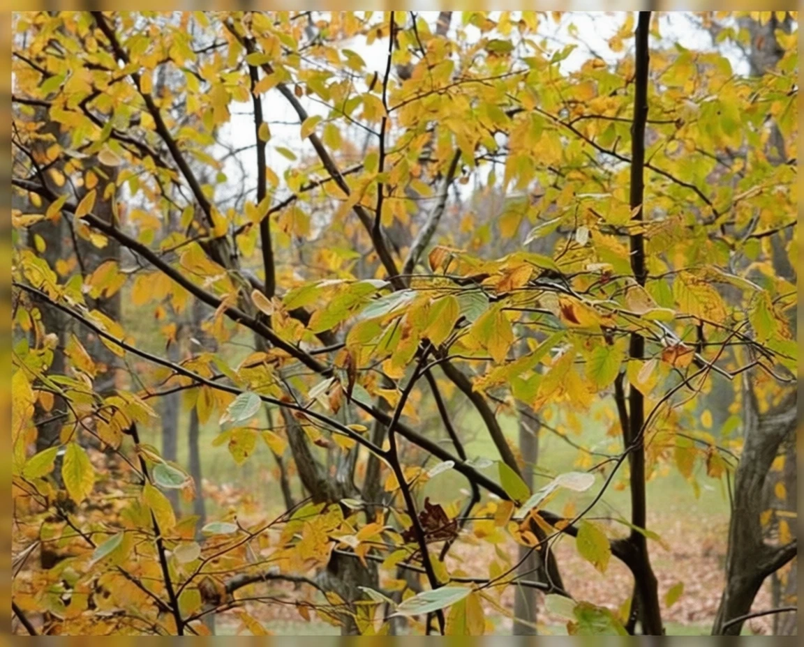 Граб каролінський