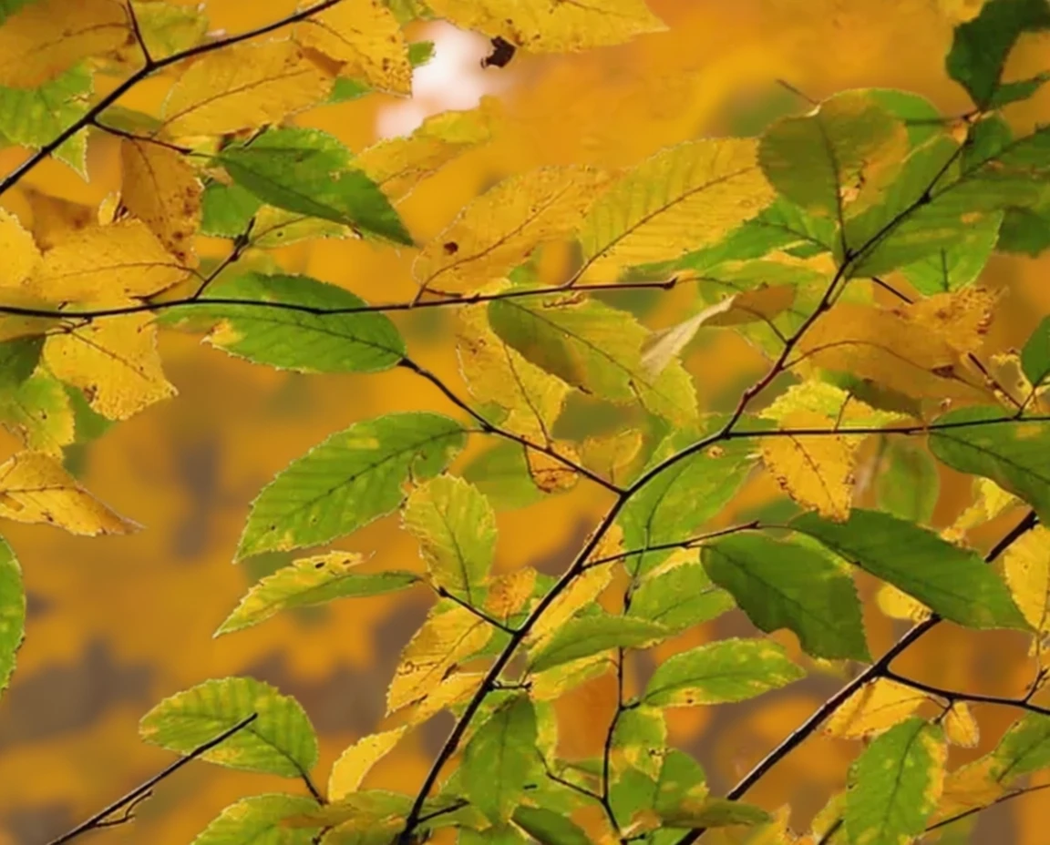 Граб каролінський