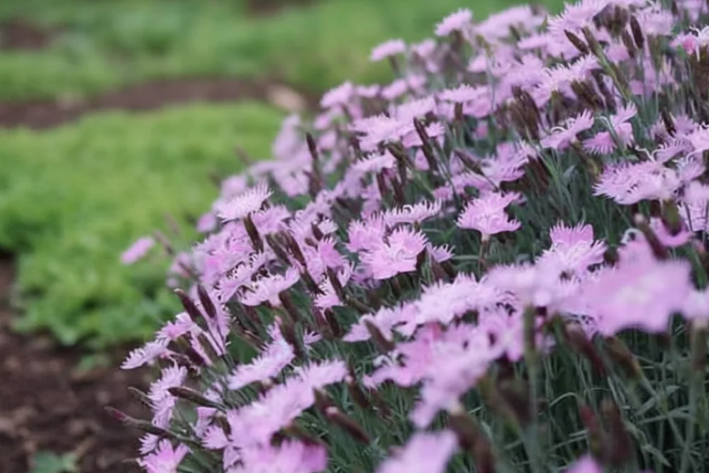 Гвоздика Батс Пінк / Dianthus gratianopolitanus Bath’s Pink