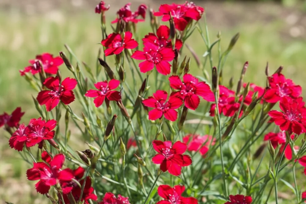 Гвоздика Флешинг Лайтс / Dianthus deltoides Flashing Lights