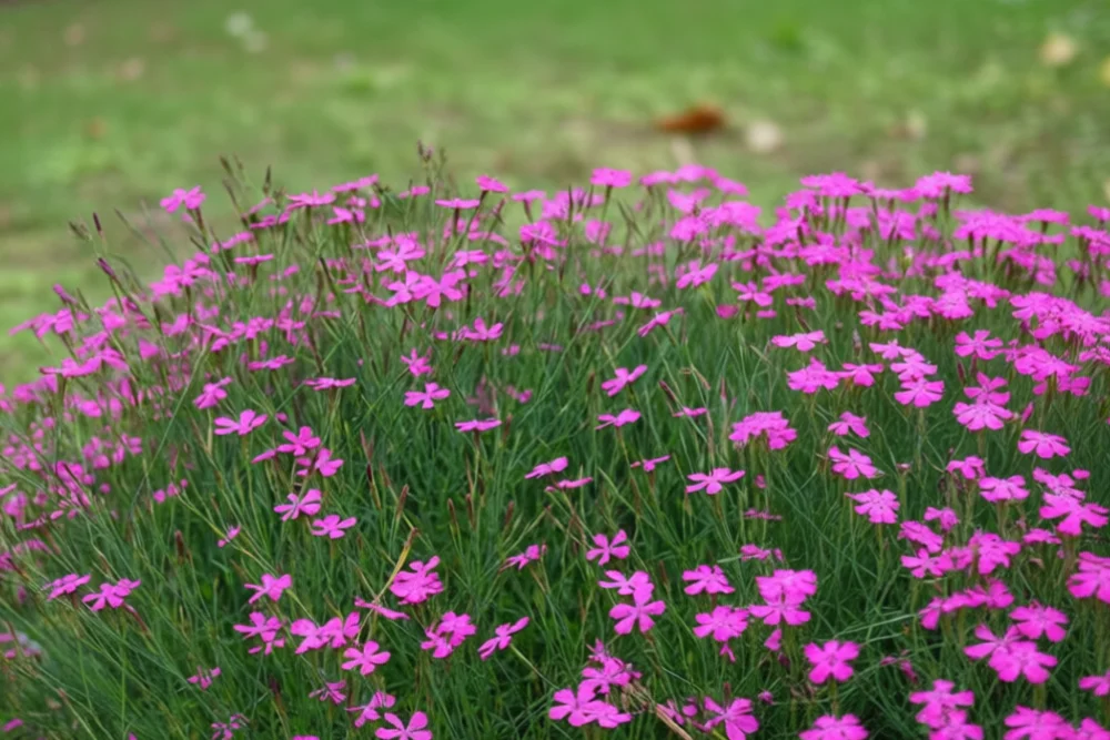 Гвоздика трав’янка / Dianthus deltoides
