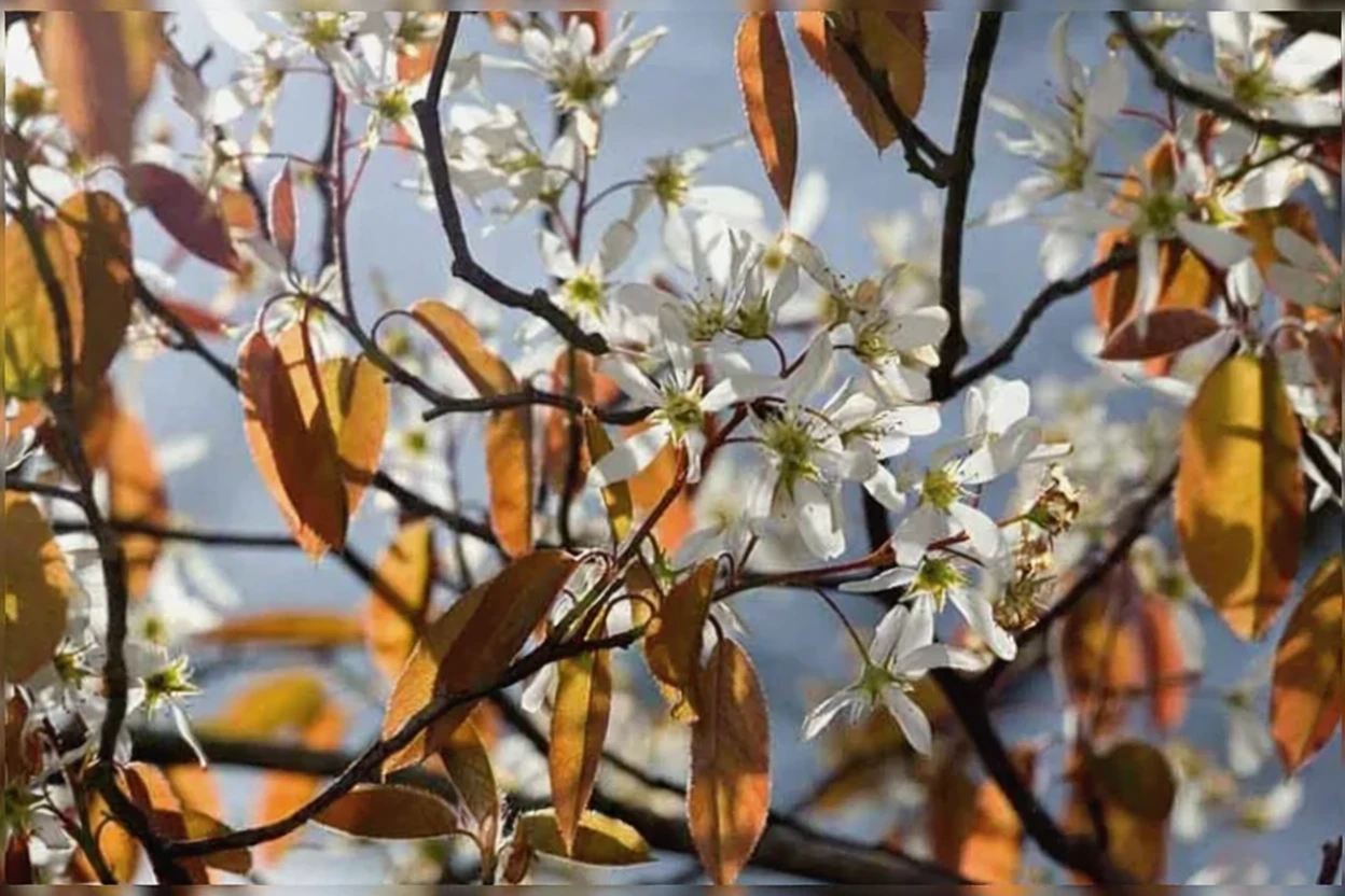 Ірга гладка / Amelanchier laevis