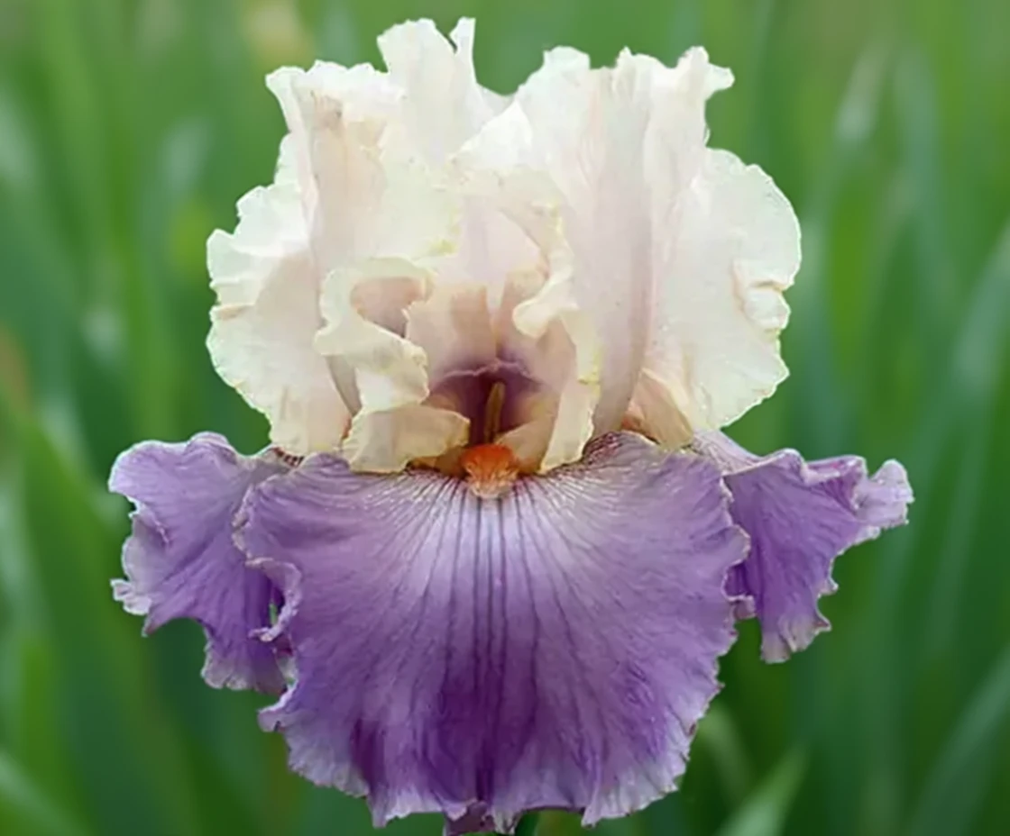 Ірис Абсолют Краш / Iris Absolute Crush