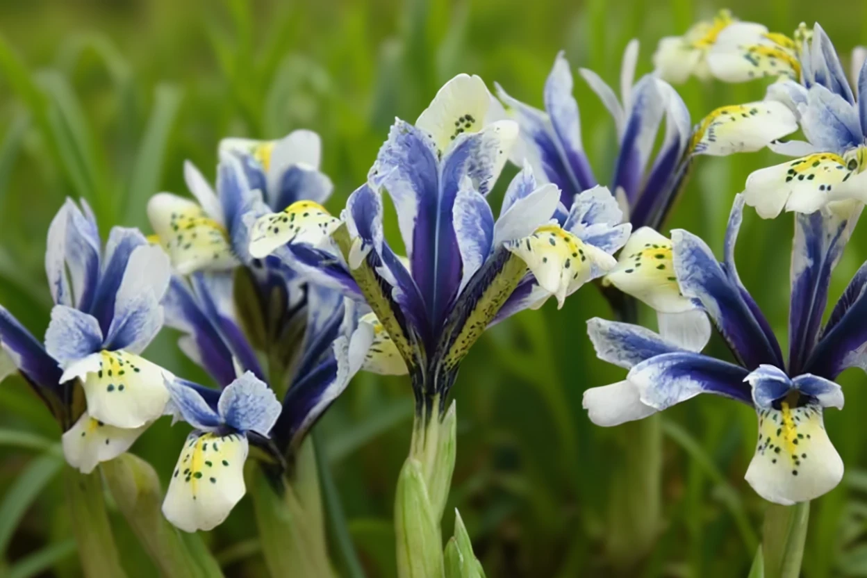 Ірис Ай-Кетчер