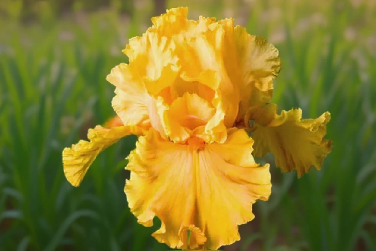 Ірис Акапулько Голд