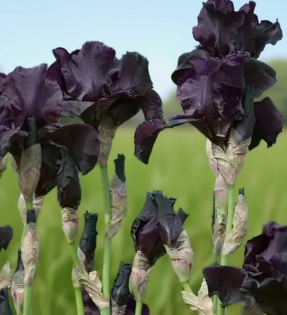 Ірис Біфо Зе Шторм