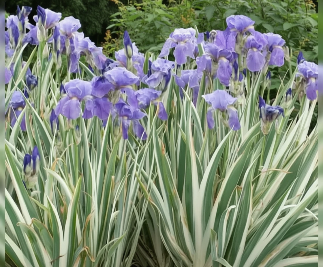 Ірис блідий Аргентеа Варієгата / Iris pallida Argentea Variegata