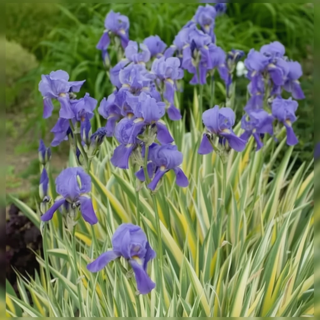Ірис блідий Варієгата / Iris pallida Variegata