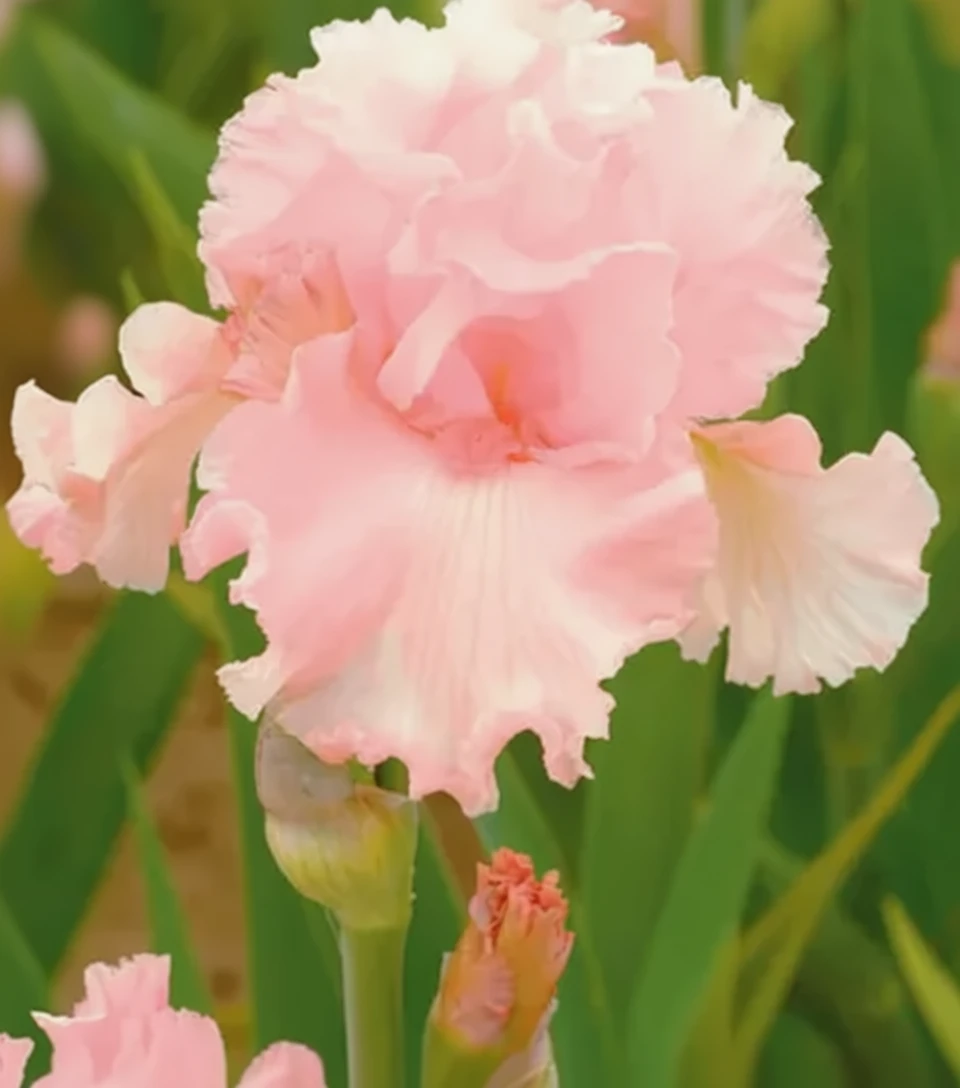 Ірис Джун Краусс